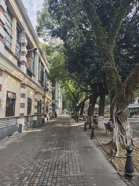 沙面岛上的林荫街道与老建筑